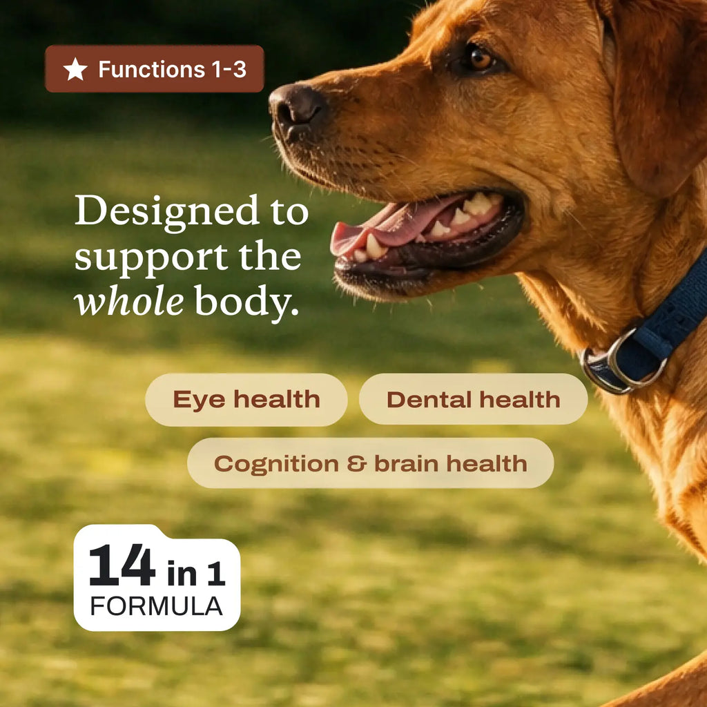DF-14 Daily Foundation: 14-In-1 Multifunctional Dog Supplement Powder - Longevity Support Made Simple with One Easy Daily Scoop