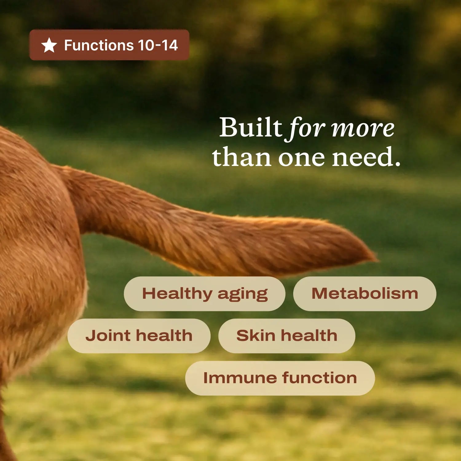 DF-14 Daily Foundation: 14-In-1 Multifunctional Dog Supplement Powder - Longevity Support Made Simple with One Easy Daily Scoop