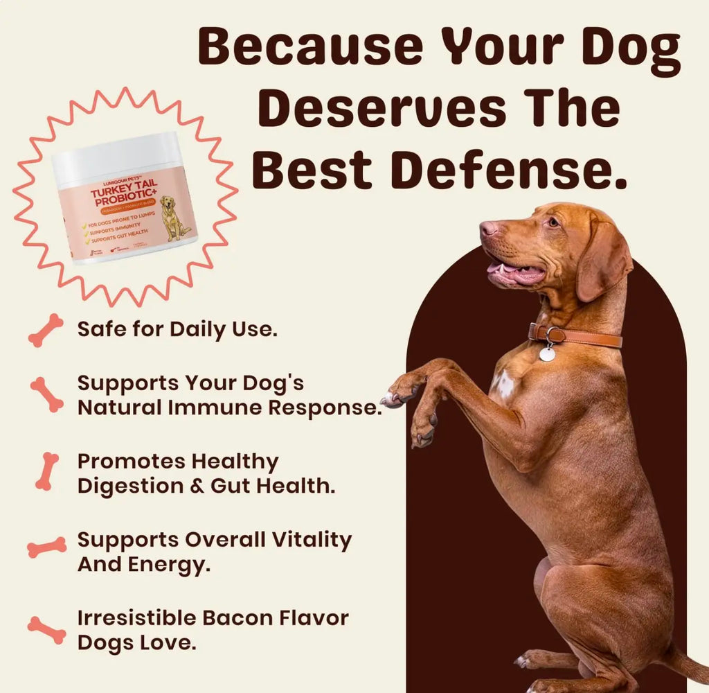 Lumiqour - Turkey Tail Probiotic + Mushroom Blend for Dogs Prone to Lumps | Immunity & Gut Health for Dogs All Natural Ingredients No Chemicals