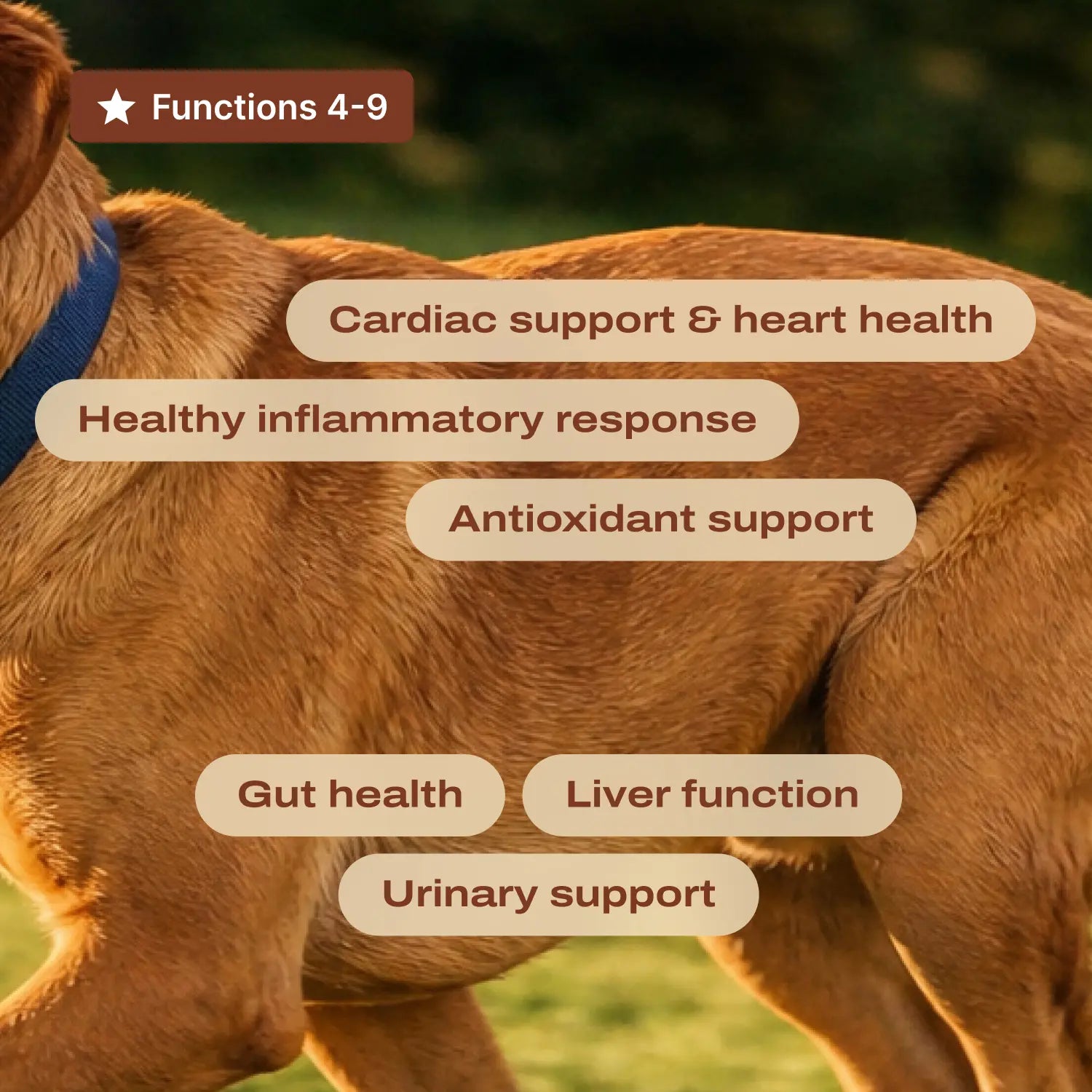 DF-14 Daily Foundation: 14-In-1 Multifunctional Dog Supplement Powder - Longevity Support Made Simple with One Easy Daily Scoop